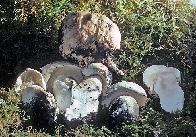 Leccinum clavatum